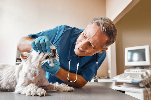 Best Same-Day Emergency Dental Services in Moosic, PA